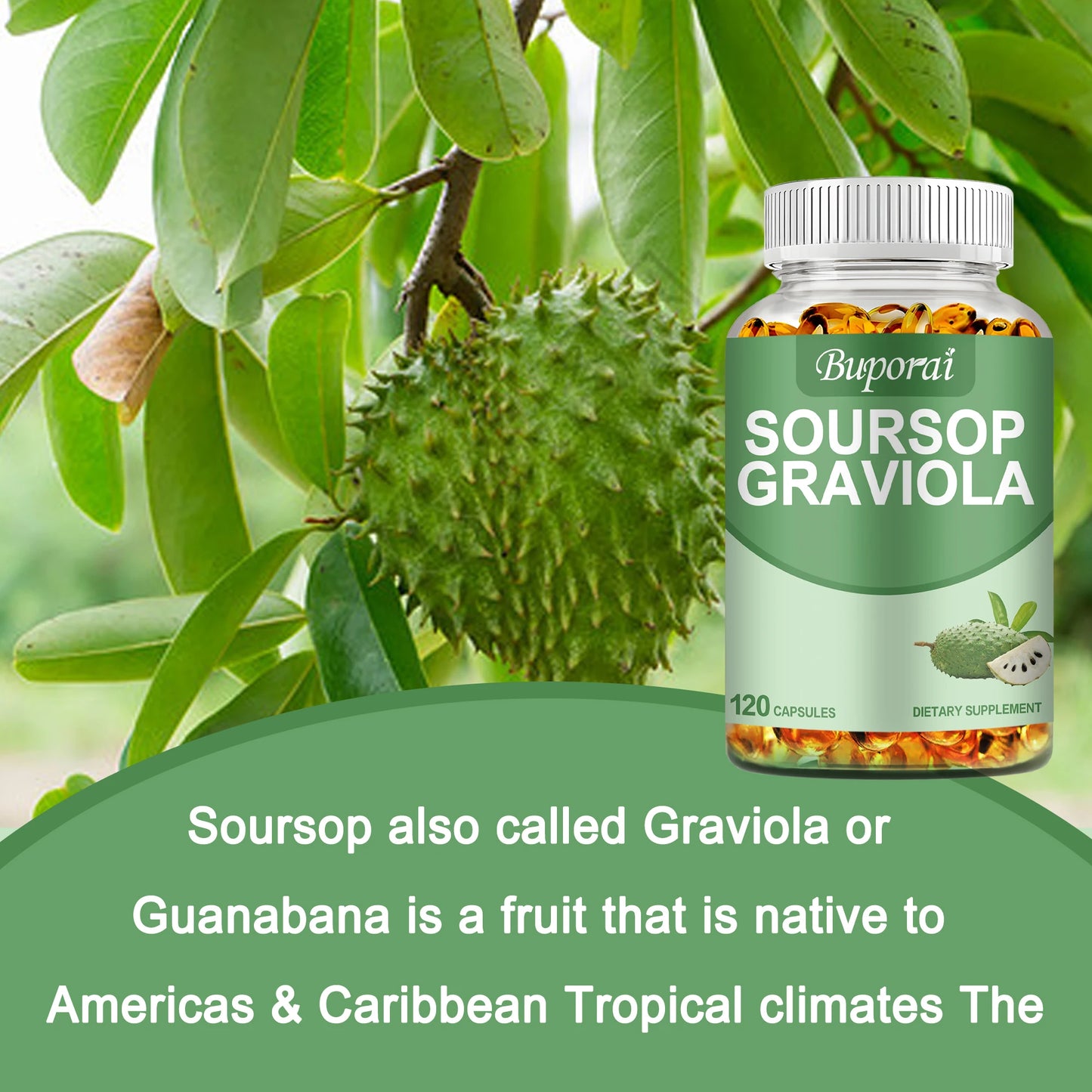 Soursop Graviola - Immune Enhancement Promote Digestion & Cellular Health, Improve Mood and Relieve Stress